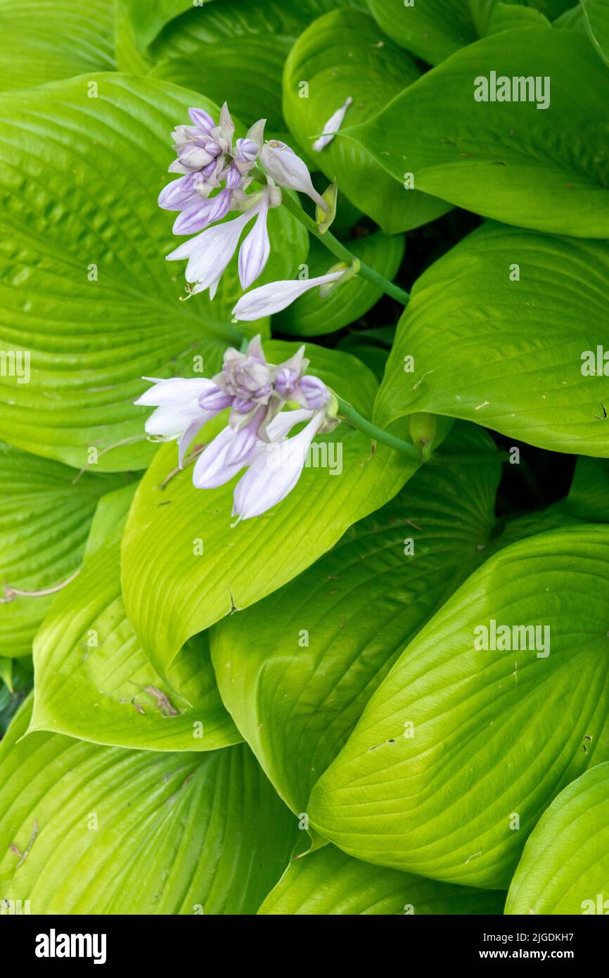 Hosta 'Sum and Substance', Perennial Flowers Stock Photo