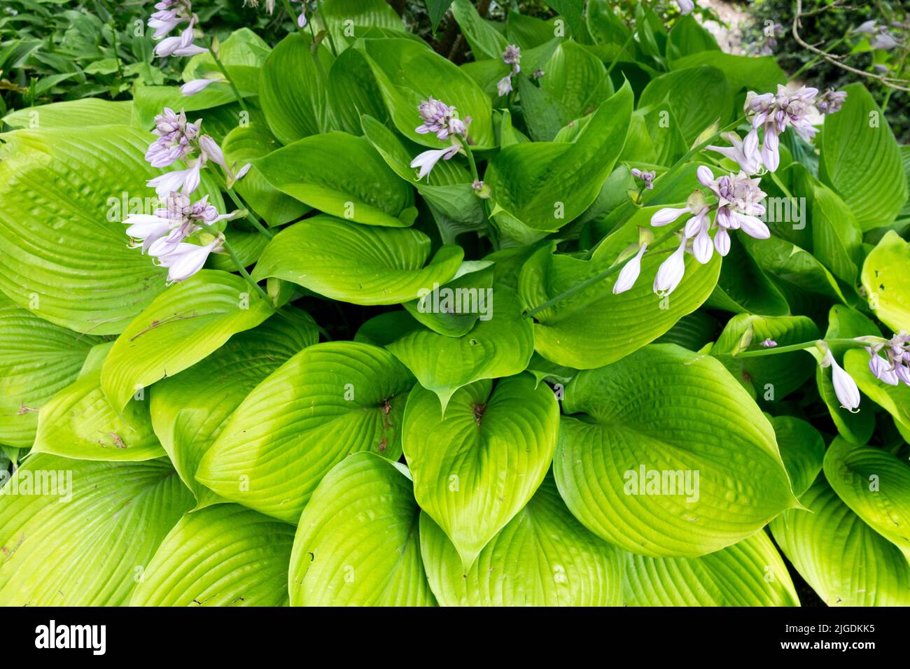 Large, Leaves, Hosta 'Sum and Substance', Blooming in Garden Stock Photo