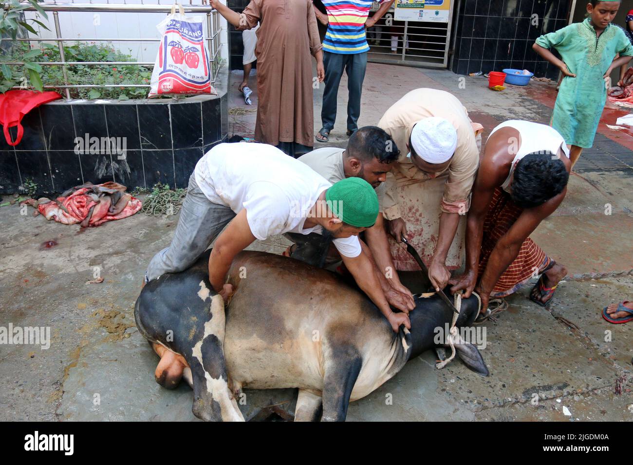 Muslims across Dhaka began sacrificing animals to mark Eid-ul-Azha without  any disruptions after the morning's special prayer services. After the pray  Stock Photo - Alamy