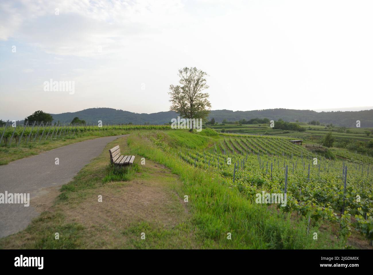 Kaiserstuhl near to Freiburg in Germany, a wine growing area Stock Photo