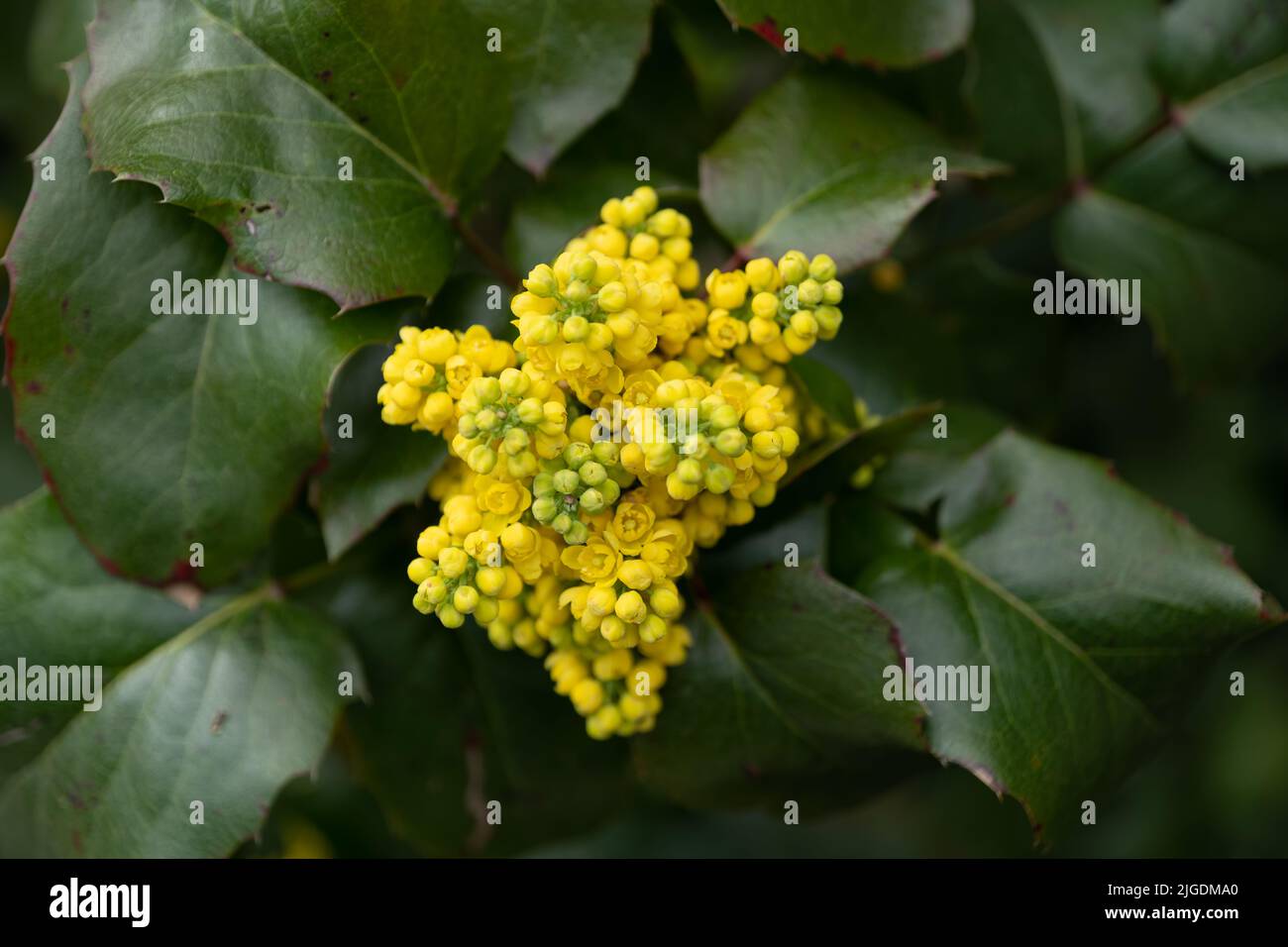 Mahonia (Berberis) aquifolium Pursh, Oregon grape or Holly-leaved barberry, plant in the family: Berberidaceae, native region: western North America. Stock Photo