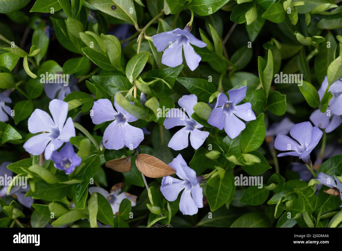 Vinca minor L. flowers, lesser periwinkle or dwarf periwinkle, flowering plant in the family Apocynaceae. Stock Photo