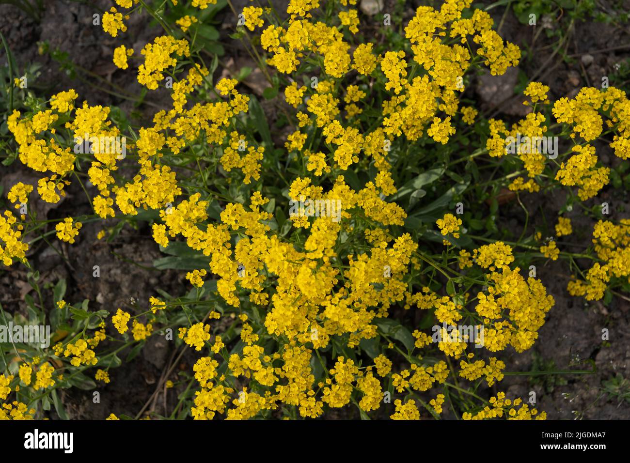 Basket of Gold or Golden Alyssum (Aurinia saxatilis) yellow blooming flowers, evergreen parennial plant in the family Brassicaceae, native to Asia and Stock Photo