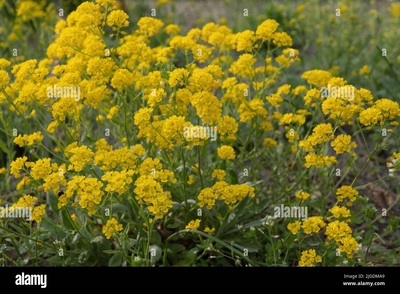 Basket of Gold or Golden Alyssum (Aurinia saxatilis) yellow blooming flowers, evergreen parennial plant in the family Brassicaceae, native to Asia and Stock Photo