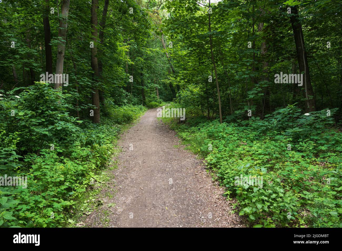 Idyllic scenery of the forest with footpath through green foliage, Lasek na Kole, Warsaw, Poland. Stock Photo