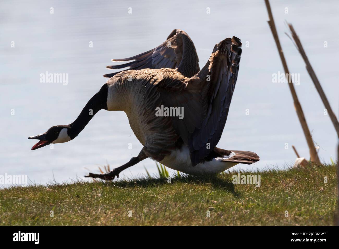 Angry Canada Goose Stock Photo