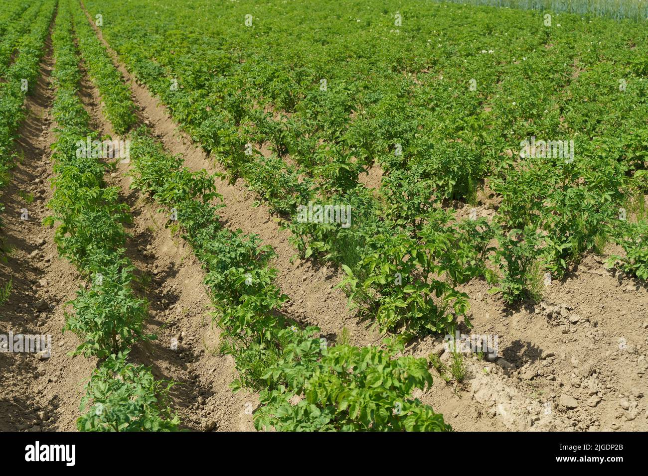 Potatoes growing on a farmer's field. Potato plant in the garden in summer. Agriculture, vegetables, farming concept. High quality photo Stock Photo