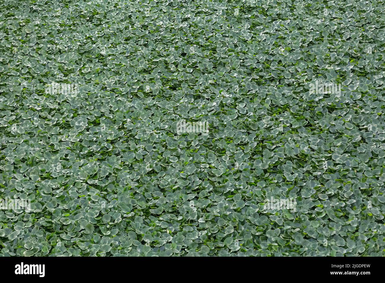 General view of water lilies, Camalotes, on the Guadiana river in Badajoz, Spain, presently recognized as a river pest, texture and background... Stock Photo
