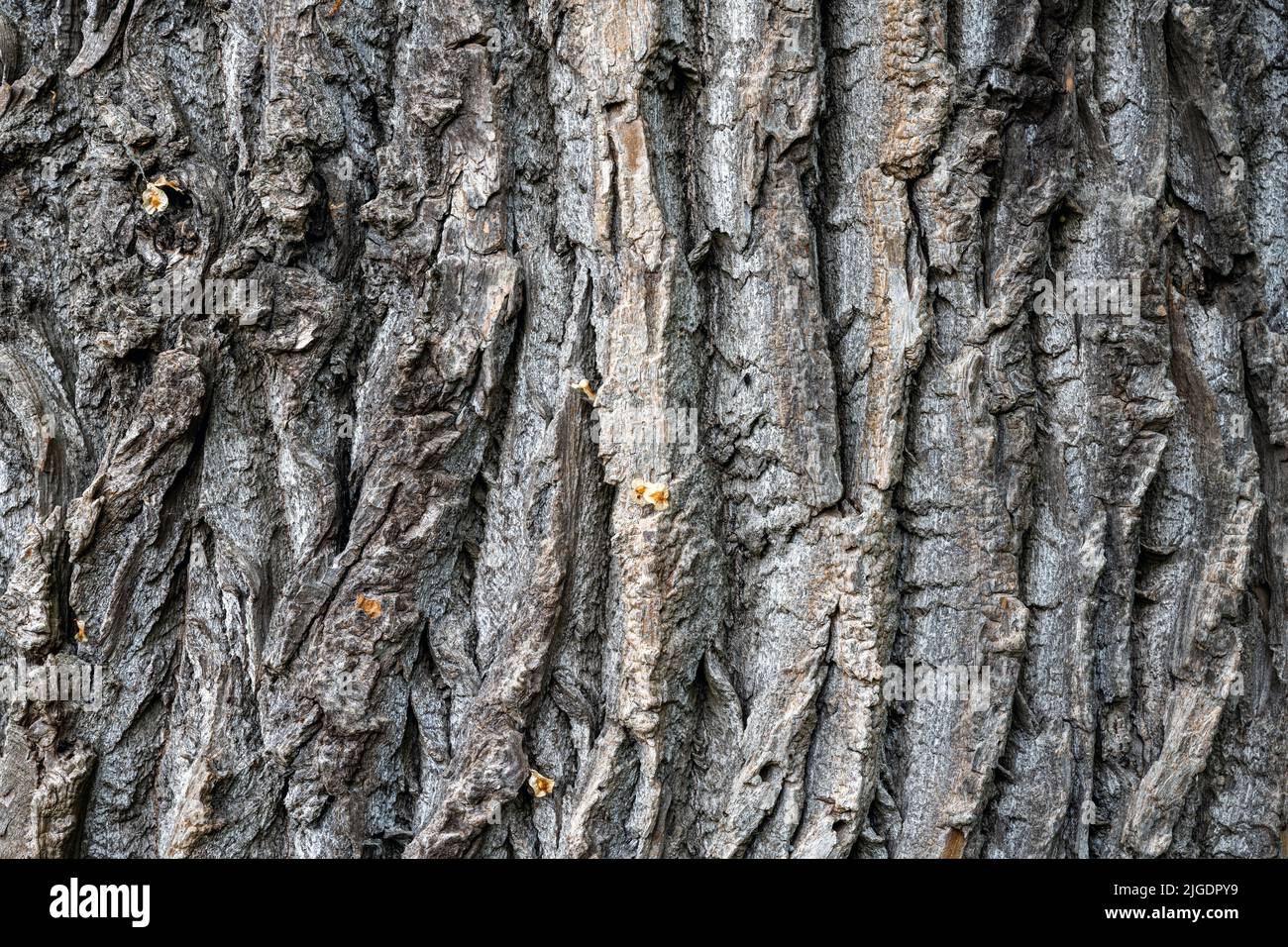 Background from a rough and old tree bark Stock Photo