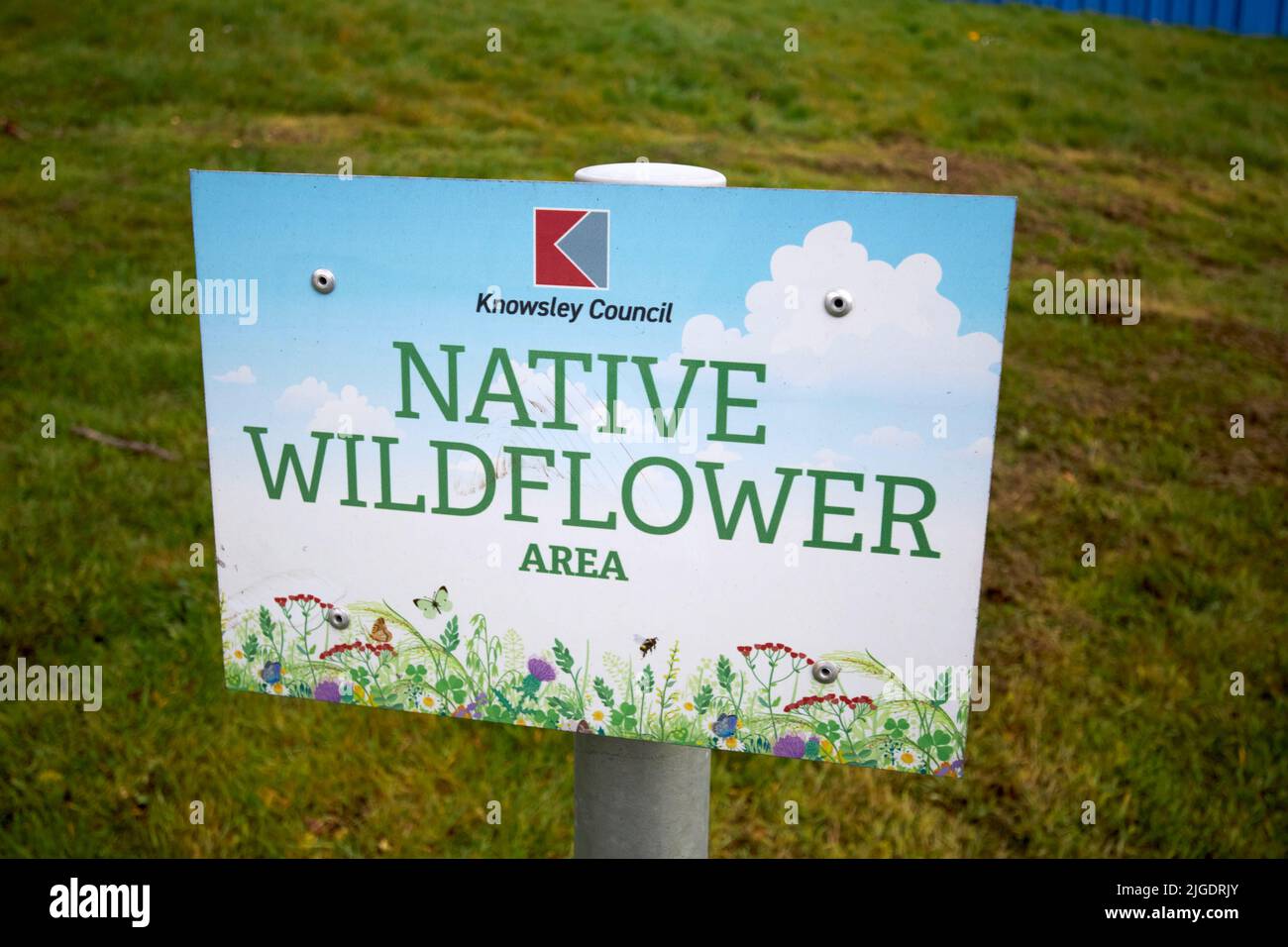 knowsley council reserved area of open public ground sewn with native wildflower seed as a protected area for bees and wildlife Stock Photo