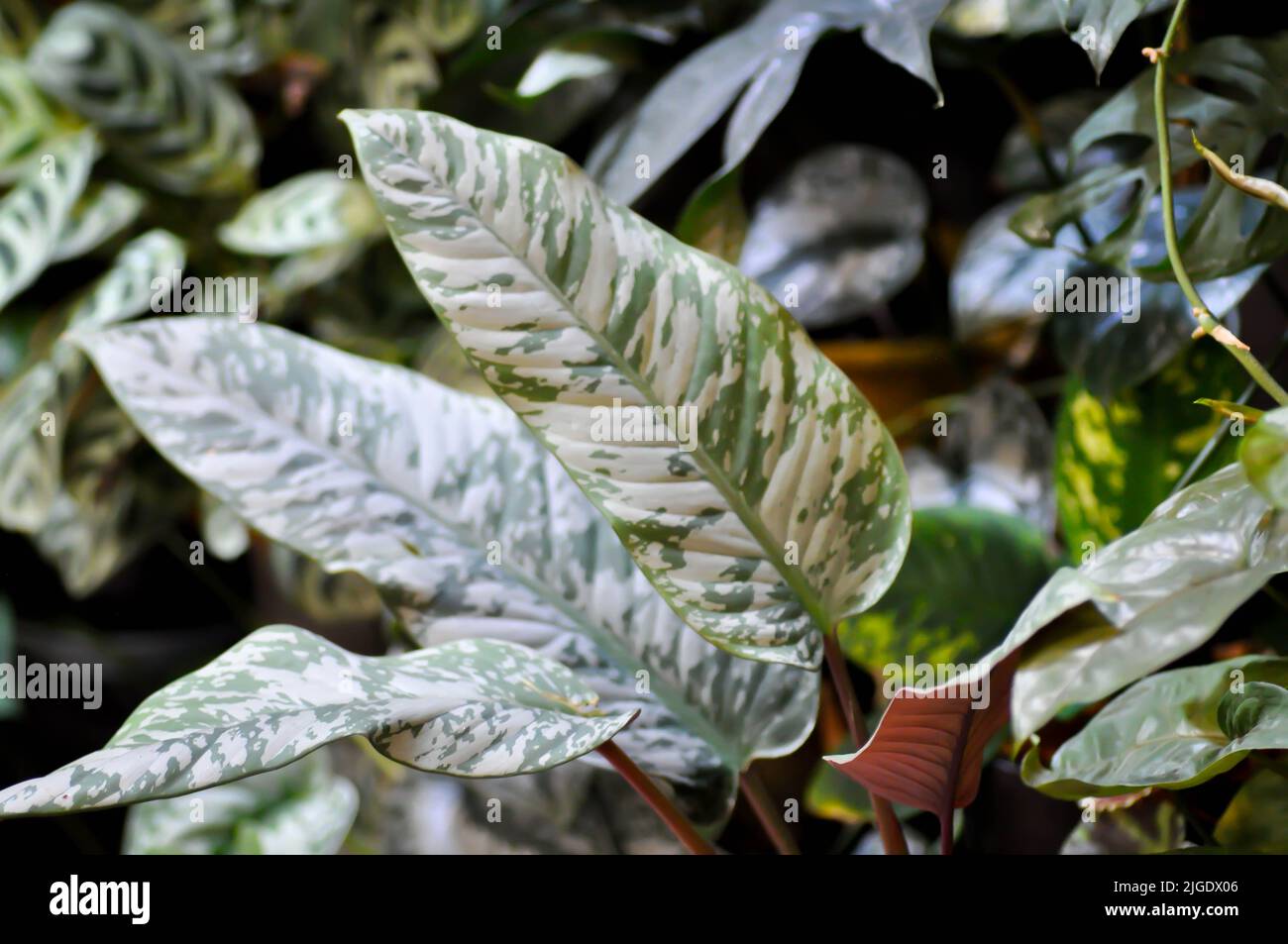 Aglaonema or Araceae, aglaonena modestum Schott or Silver evergreen or bicolor Aglaonema or Dieffenbachia plant Stock Photo
