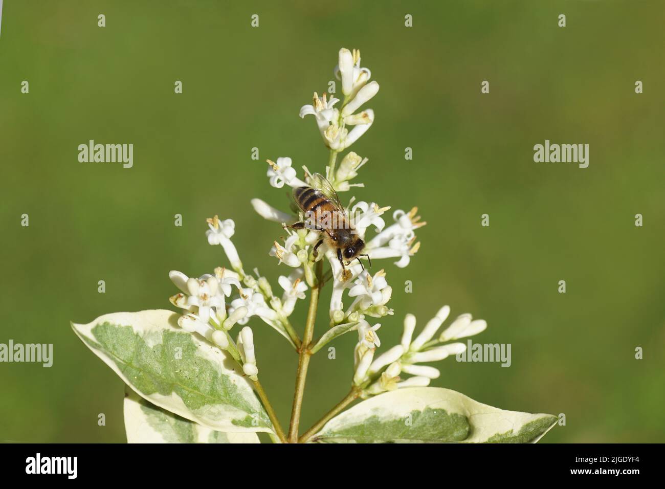 Western honey bee or European honey bee (Apis mellifera) on white