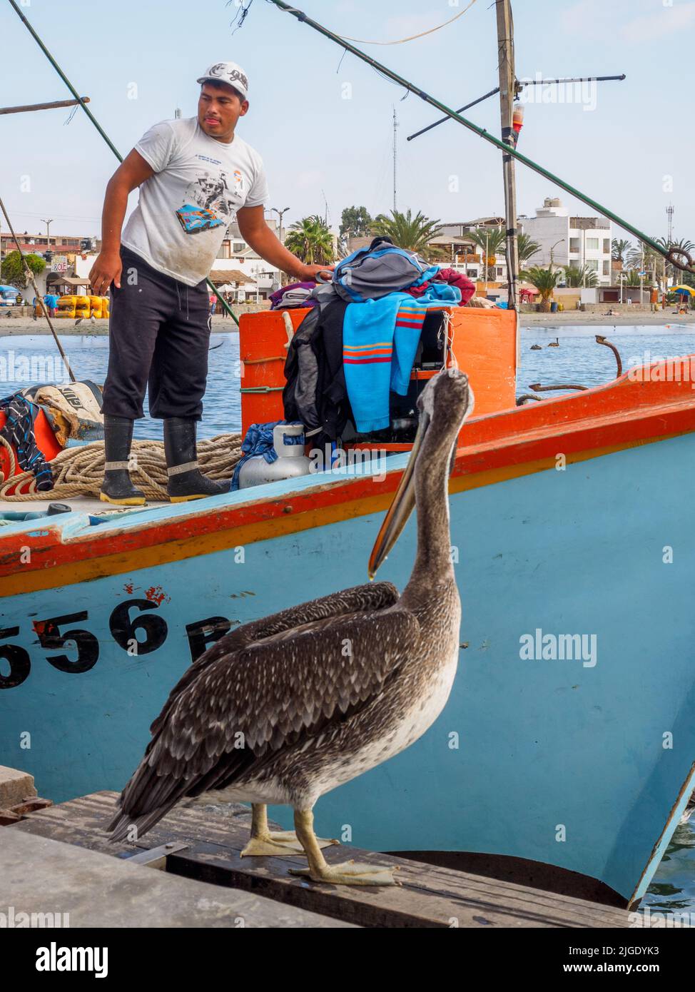 A fisherman and a pelican in the fishing port of Paracas - Peru Stock Photo
