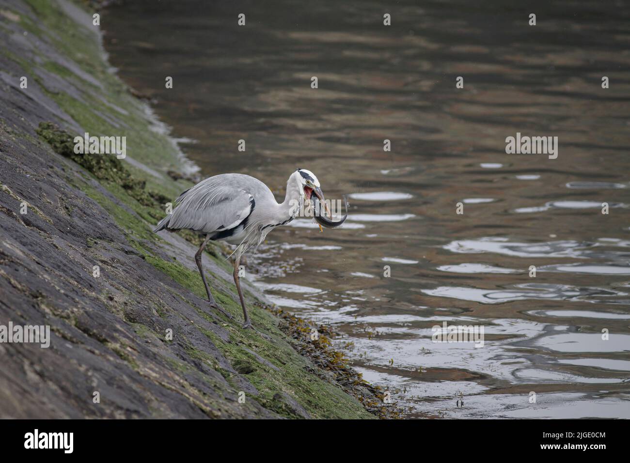 Heron eating a fish on the Douro river bank Stock Photo Alamy
