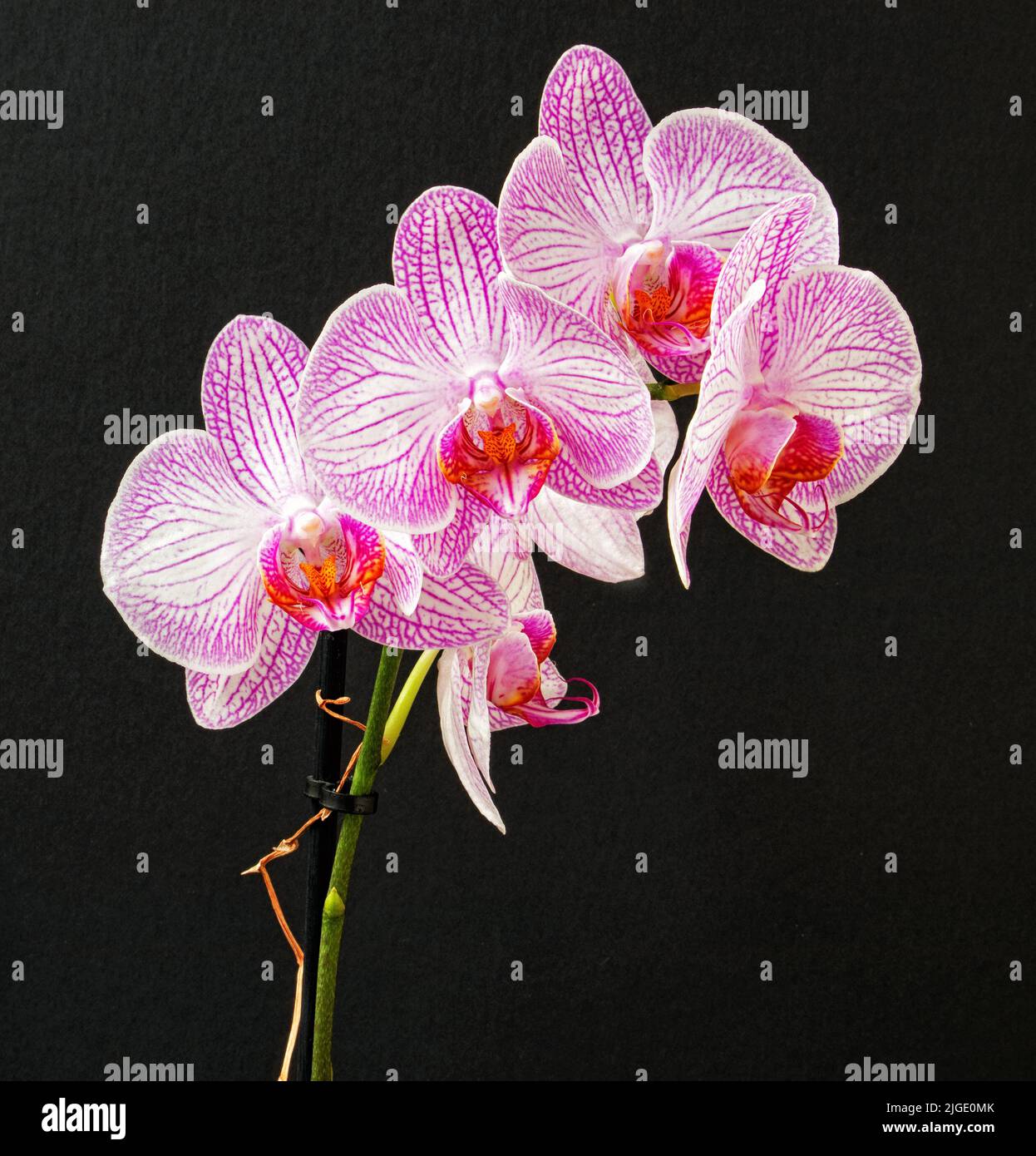 Orchid against a black background Stock Photo