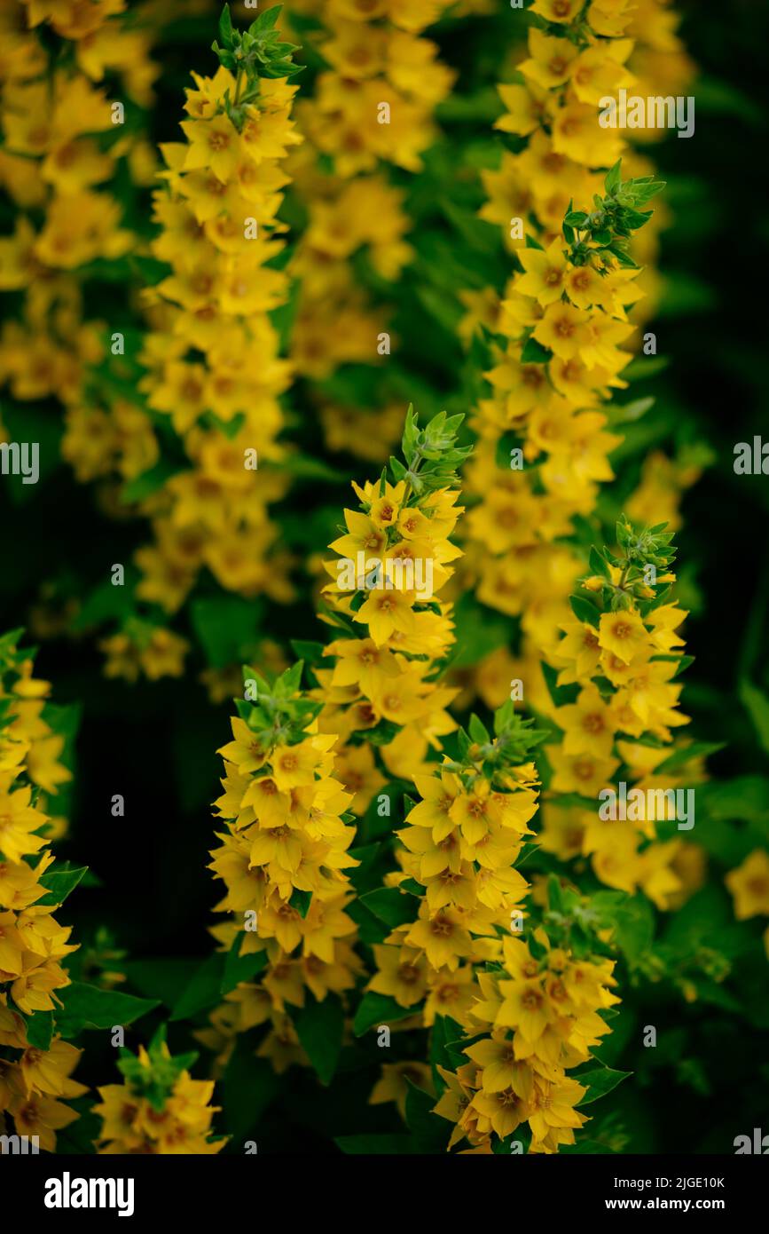 Verbena yellow perennial on a flower bed close-up. Stock Photo
