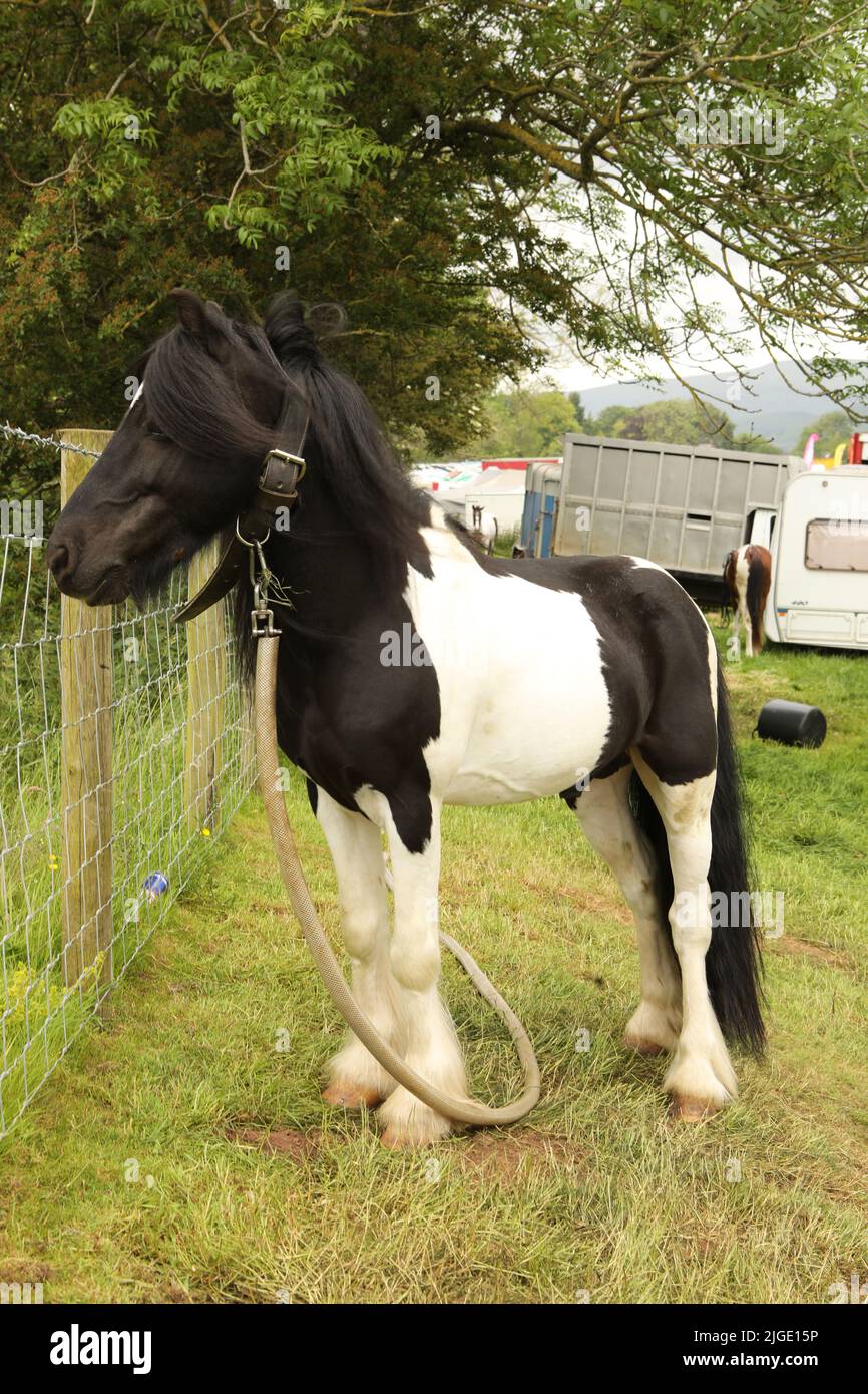 A coloured pony tethered to a fence post. Appleby Horse Fair, Appleby in Westmorland, Cumbria, England, United Kingdom Stock Photo