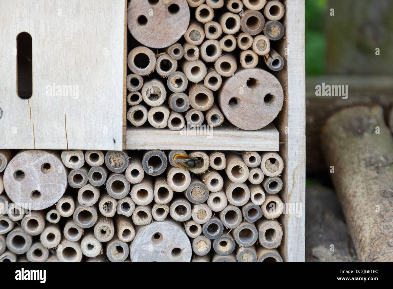 An insect hotel for bees, wasps and other insects made of old wood. Stock Photo