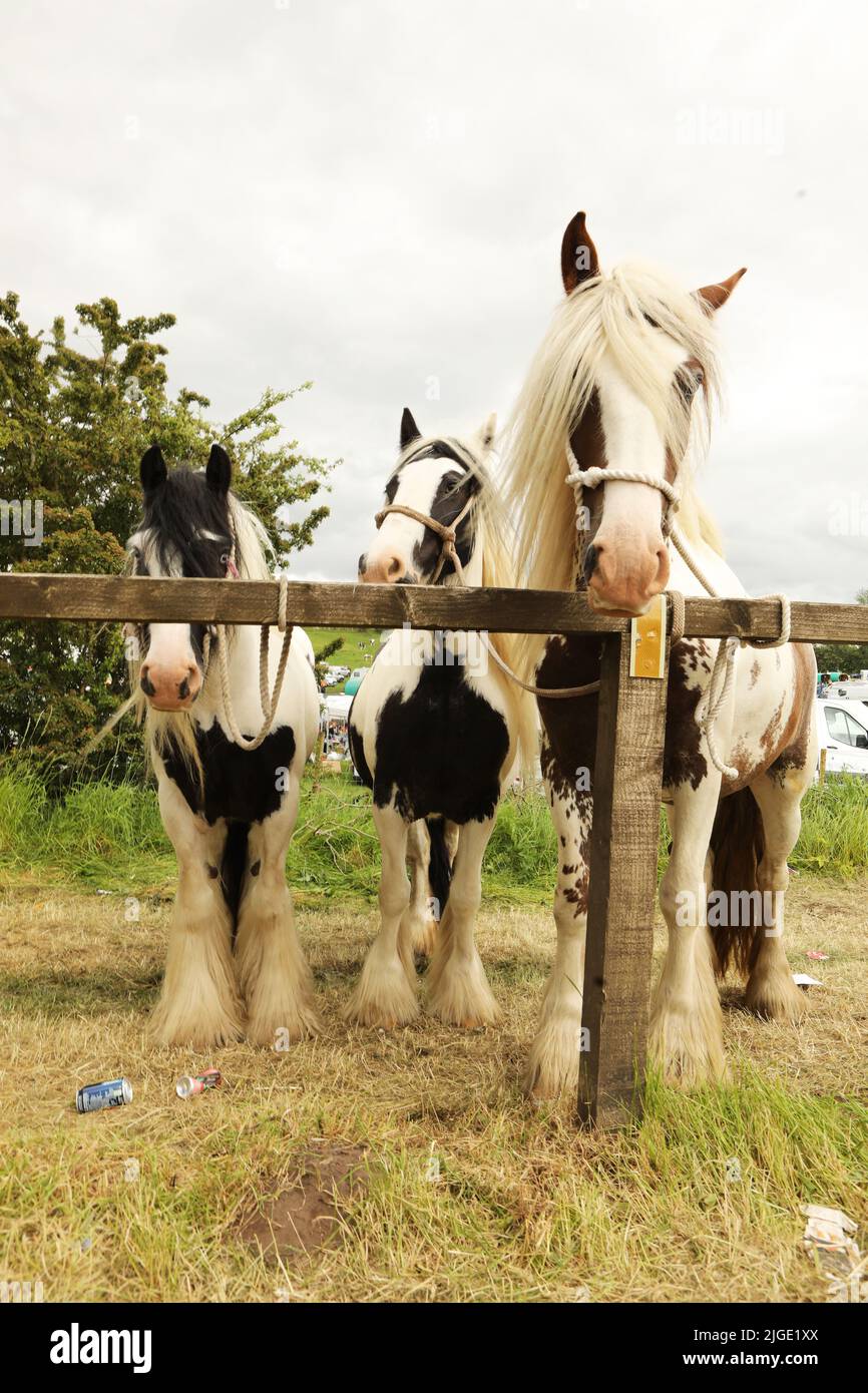 Three coloured gypsy cob horses tethered to a railing. Appleby Horse Fair, Appleby in Westmorland, Cumbria Stock Photo