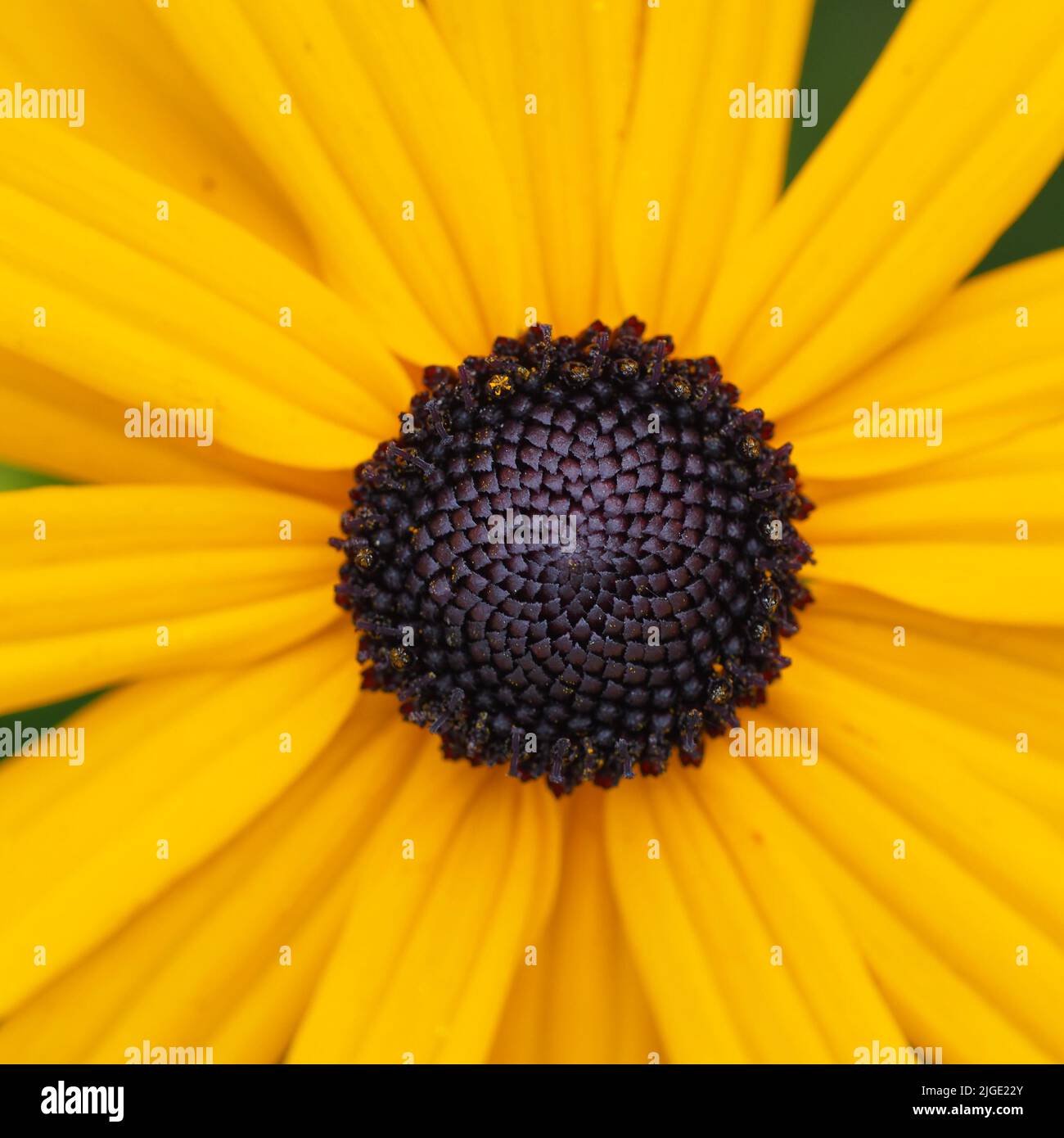 Sonnenblume im Detail Stock Photo