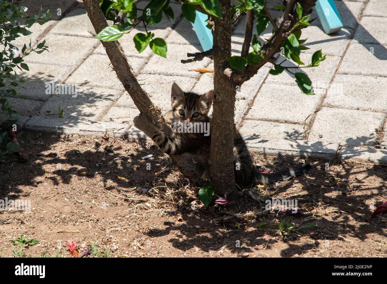 Young tabby kitten playing outside hi-res stock photography and images ...