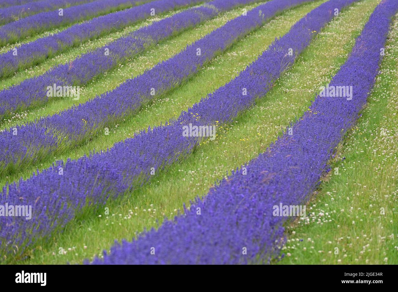 Rows of lavender in flower at Cotswold Lavender, Snowshill, Gloucestershire Stock Photo