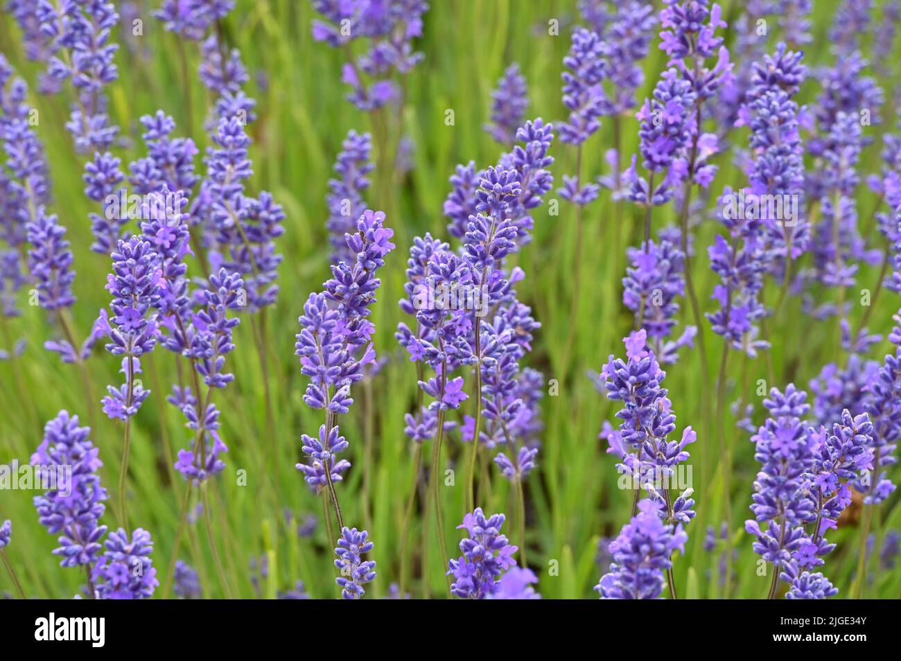 Lavender plants in flower at Cotswold Lavender, Snowshill, Gloucestershire Stock Photo