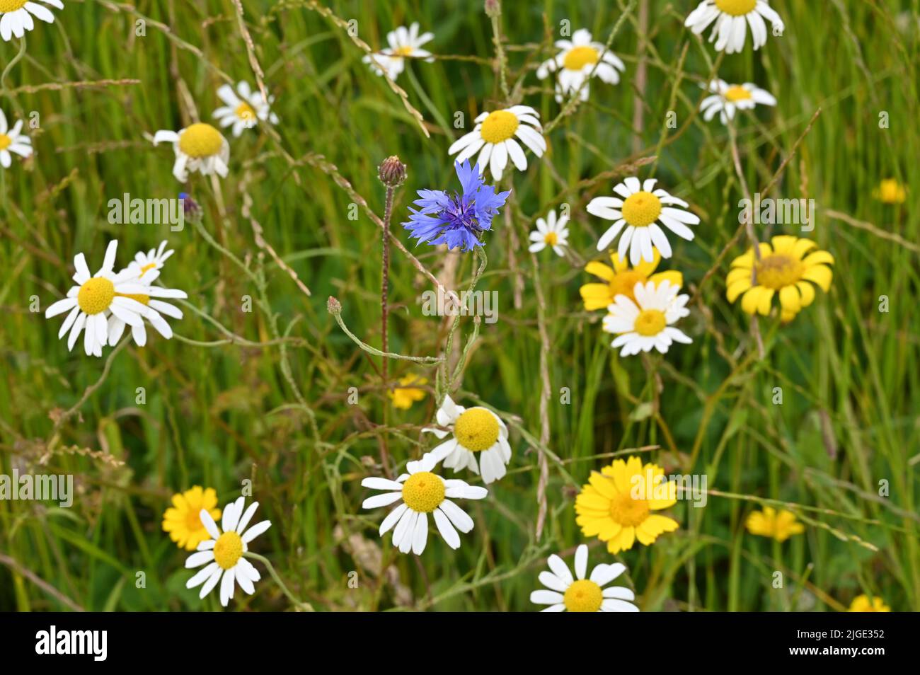 Wildflowers in bloom at Cotswold Lavender, Snowshill, Gloucestershire Stock Photo