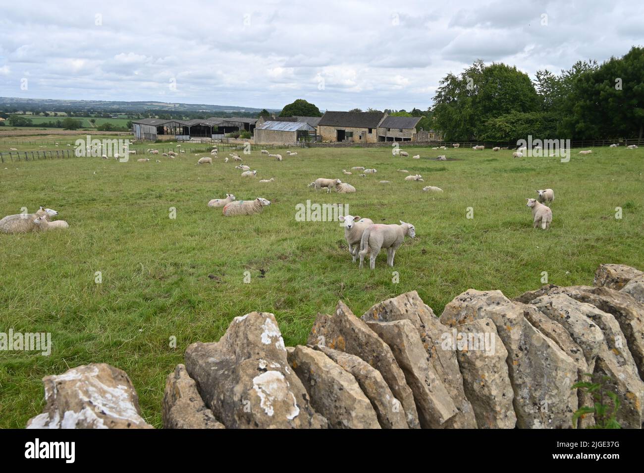Ewes and lambs in a field by Manor Farm, Longborough, Gloucestershire Stock Photo
