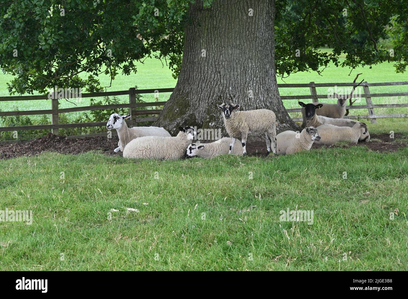 Lambs taking shade under a tree near the Gloucestershire village of Longborough near Moreton in Marsh Stock Photo