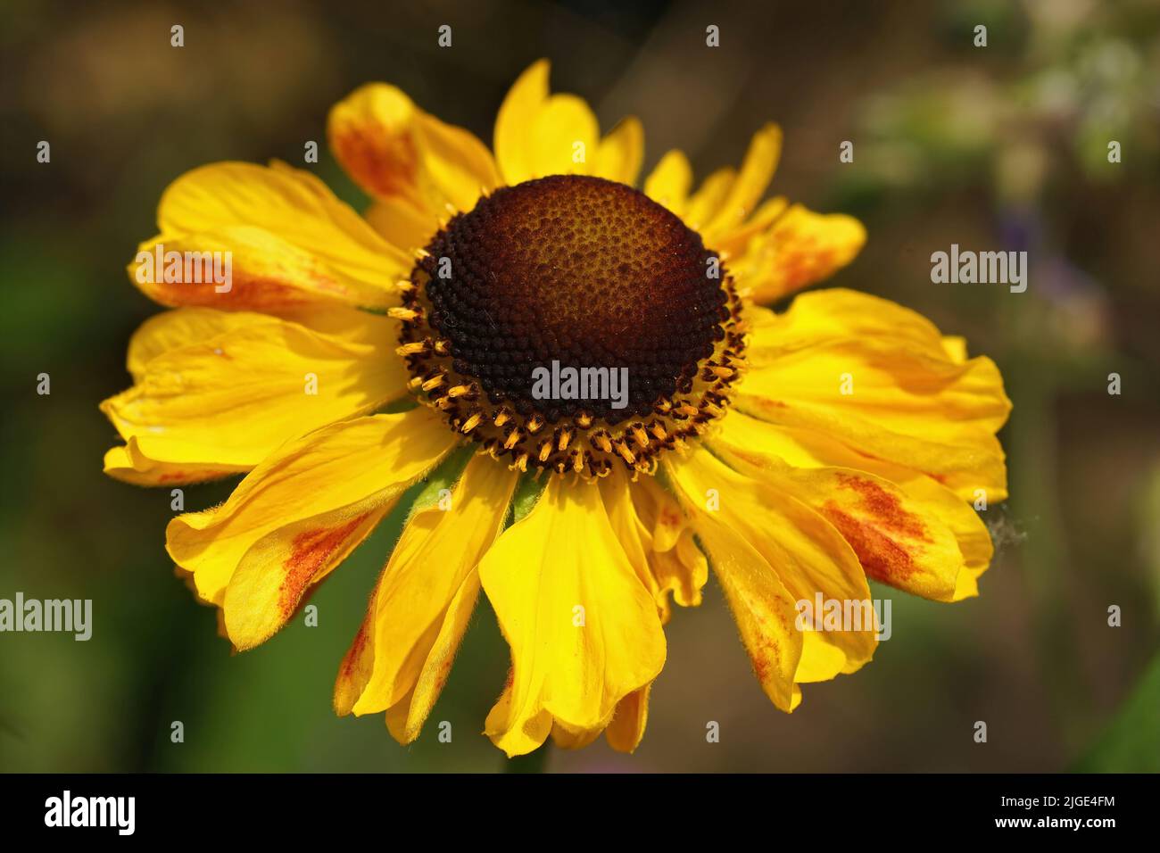 Detailed closeup on a yellow Sneezeweed flower ,Helenium, in the garden Stock Photo