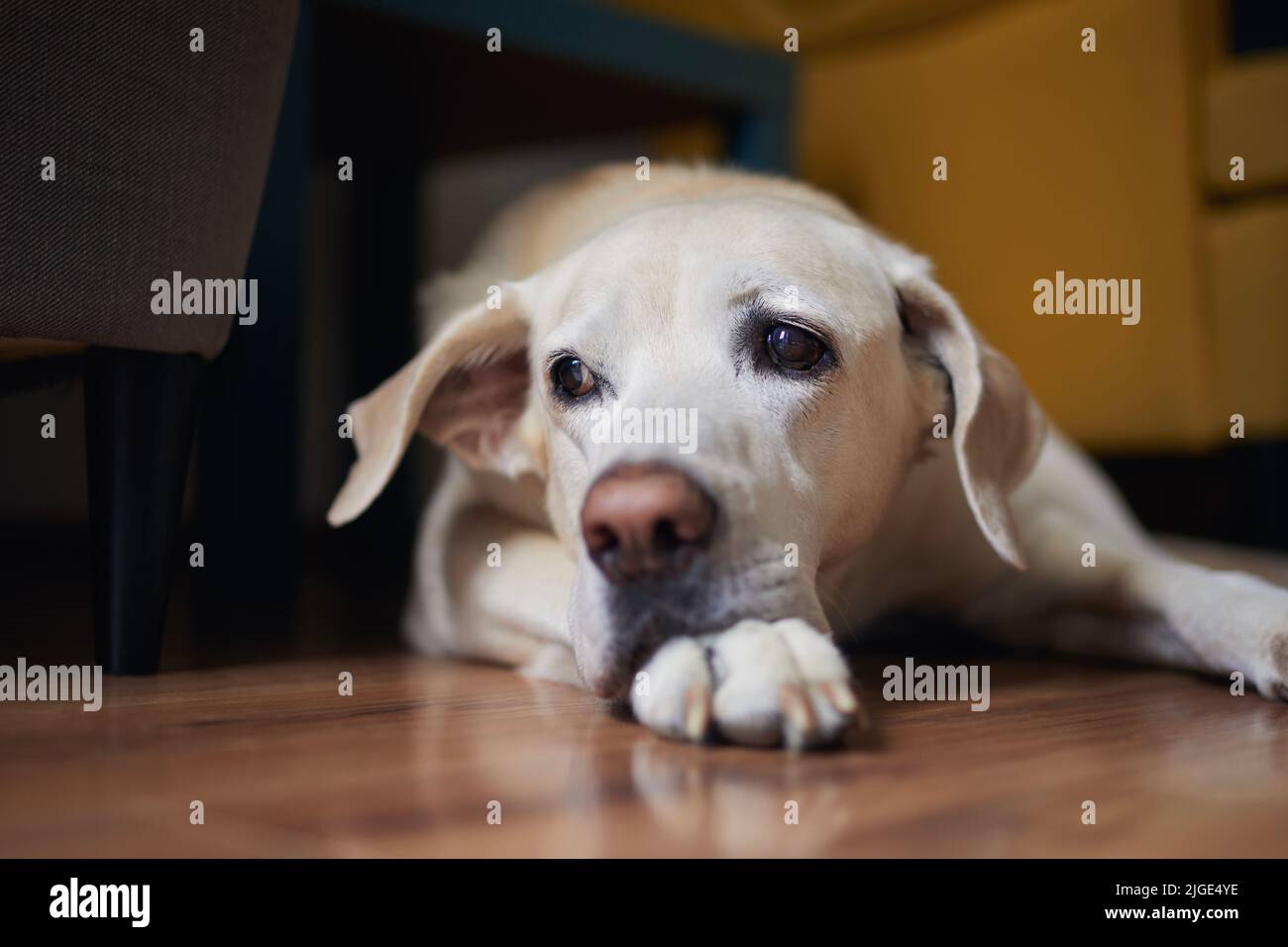 Close-up view of old dog at home. Loyal labrador retriever waiting in living room and looking around. Stock Photo
