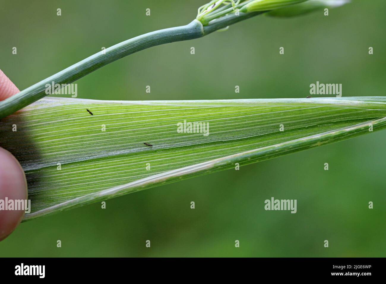 Thrips on cereals. They are economically important pests of various plants. Stock Photo