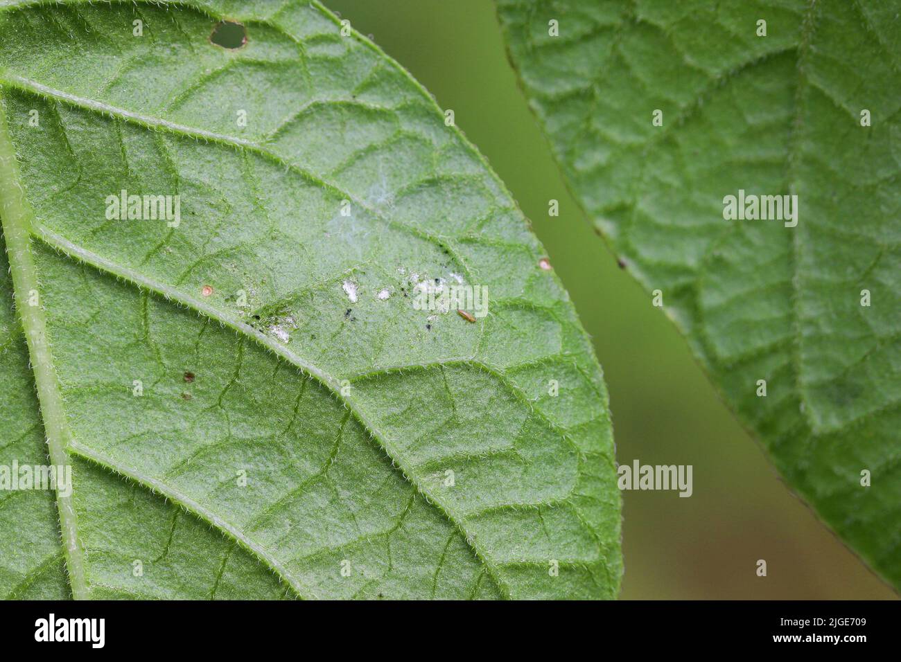 Thrips and under a damaged potato leaf. Stock Photo