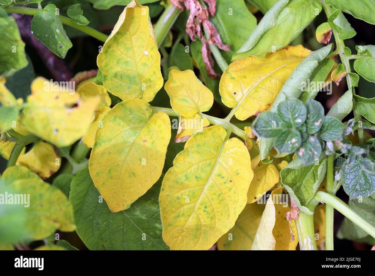 Symptoms of fungal infection of the disease on the potato leaf Stock
