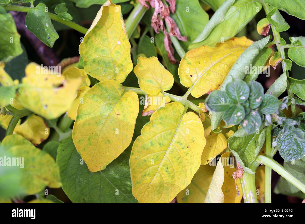 Symptoms of fungal infection of the disease on the potato leaf. Stock Photo