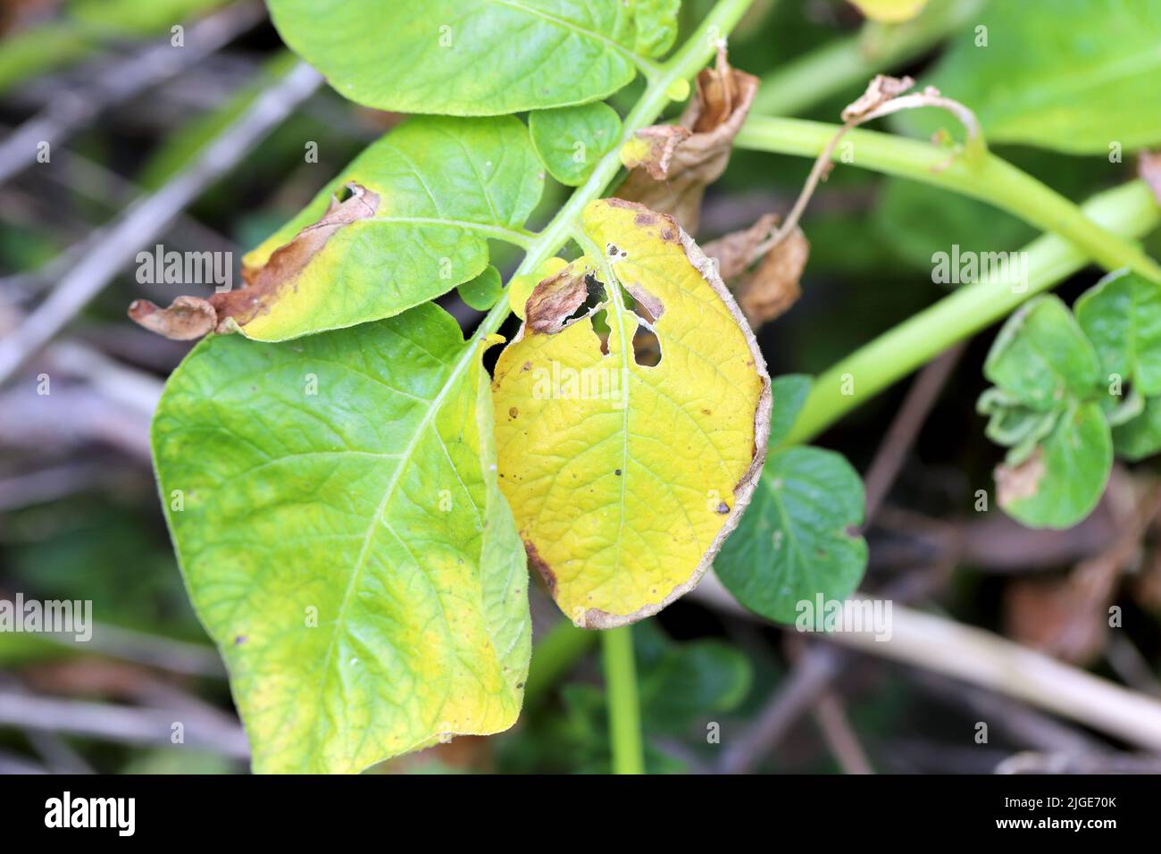 Symptoms of fungal infection of the disease on the potato leaf. Stock Photo