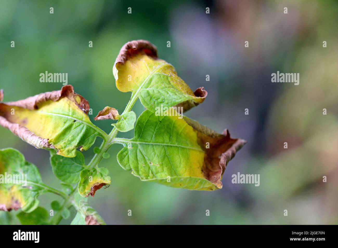 Symptoms of fungal infection of the disease on the potato leaf. Stock Photo