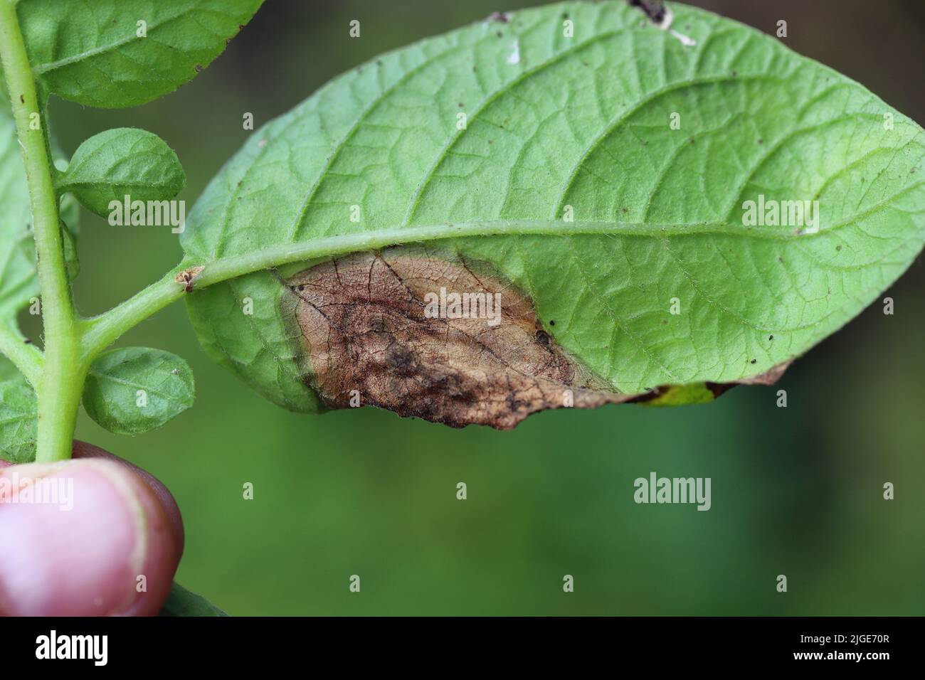 Symptoms of fungal infection of the disease on the potato leaf. Stock Photo