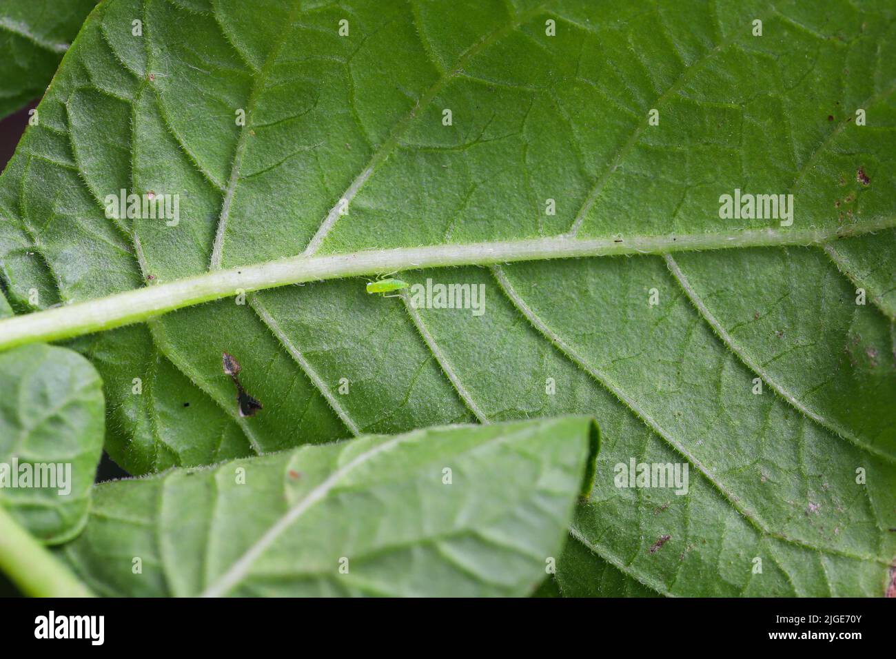 Nymph, a leafhopper larva of Empoasca pteridis under a potato leaf. Stock Photo