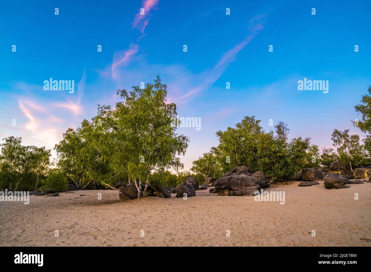 Dry sandy forest with big boulders in Fontainbleau. Stock Photo