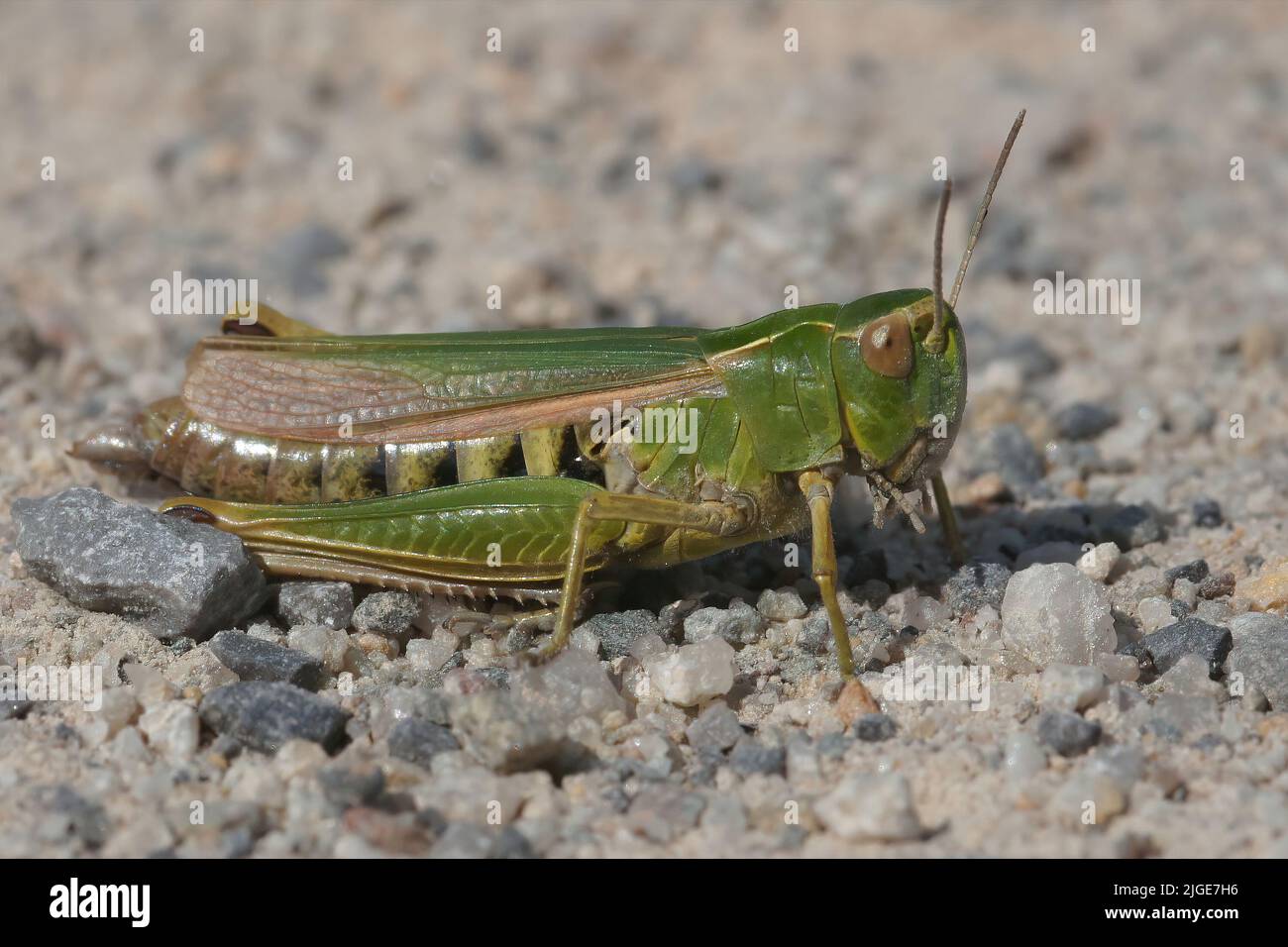 Closeup on the European Common green grasshopper Omocestes viridulus sitting on stone in Southern Belgium Stock Photo
