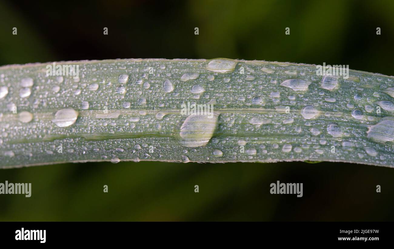 Blade of Field Grass Covered with Dew Stock Photo