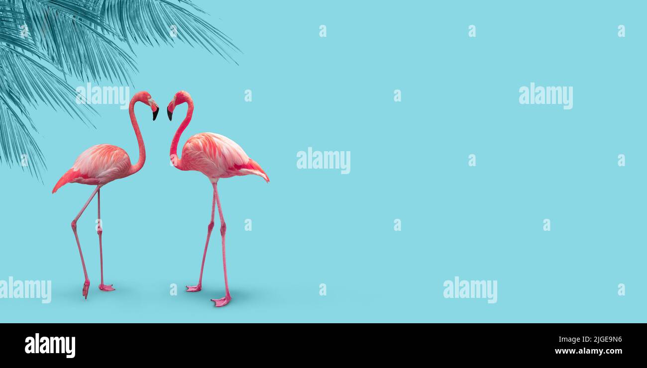 Pink flamingo couple under palm tree on turquoise blue summer background. Stock Photo