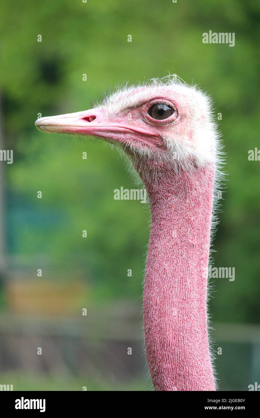 A closeup of a North African ostrich (Struthio camelus camelus) with a red neck Stock Photo