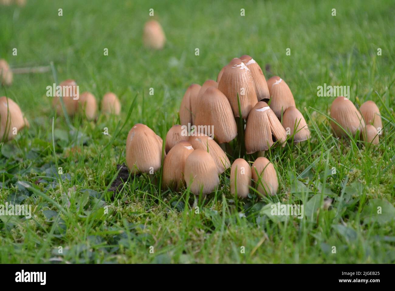 Fungi Growing In Garden Grass - Tawny Brown Colour Cap - Coprinellus Micaceus And From The Psathyrellaceae Family - Yorkshire UK Stock Photo