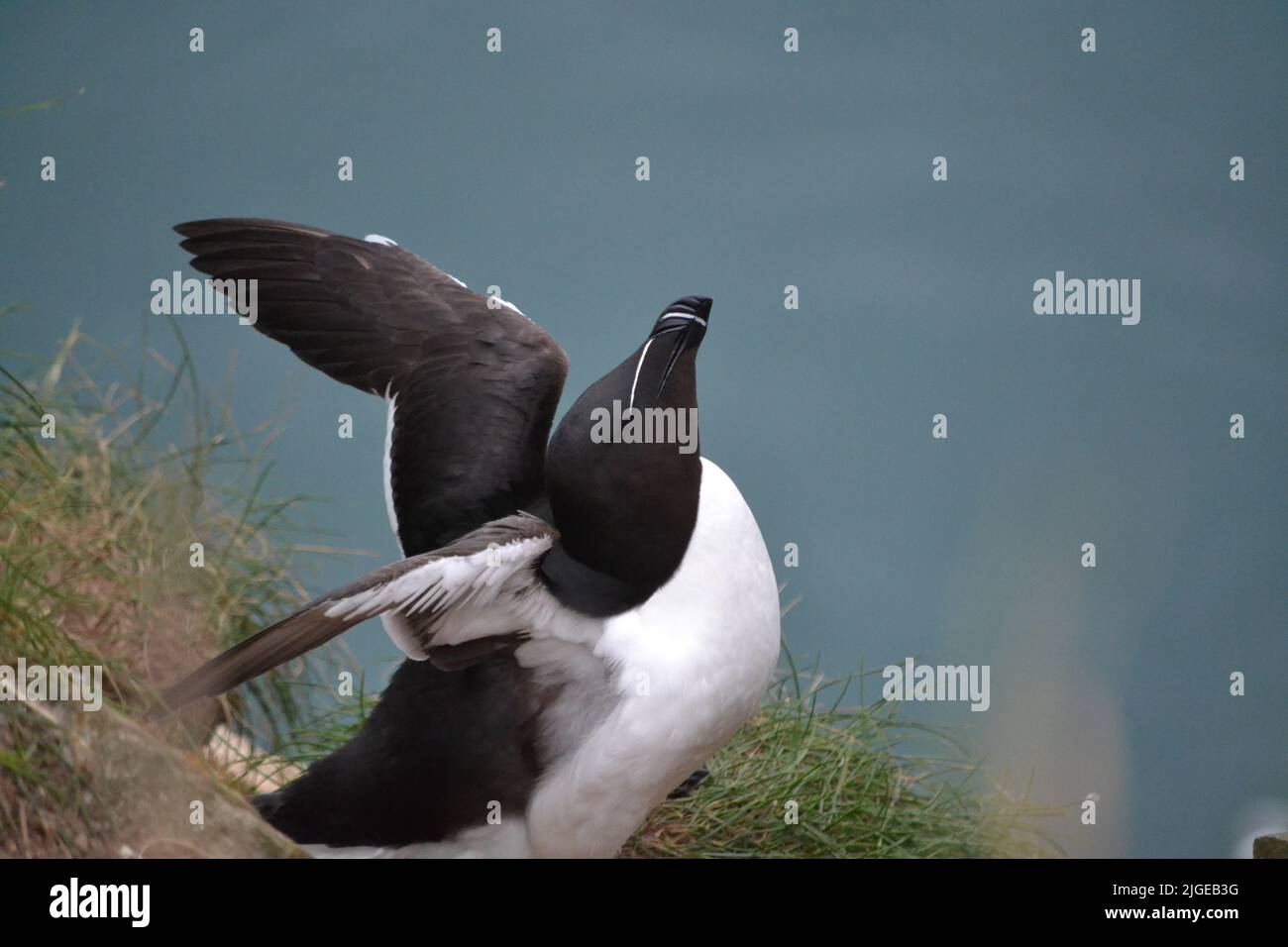 Razorbill Flapping Its Wings At Bempton Cliffs - Alca Torda Sitting On Cliff Edge - RSBP Bempton Cliffs - Summers Day - North Sea - East Yorkshire Stock Photo