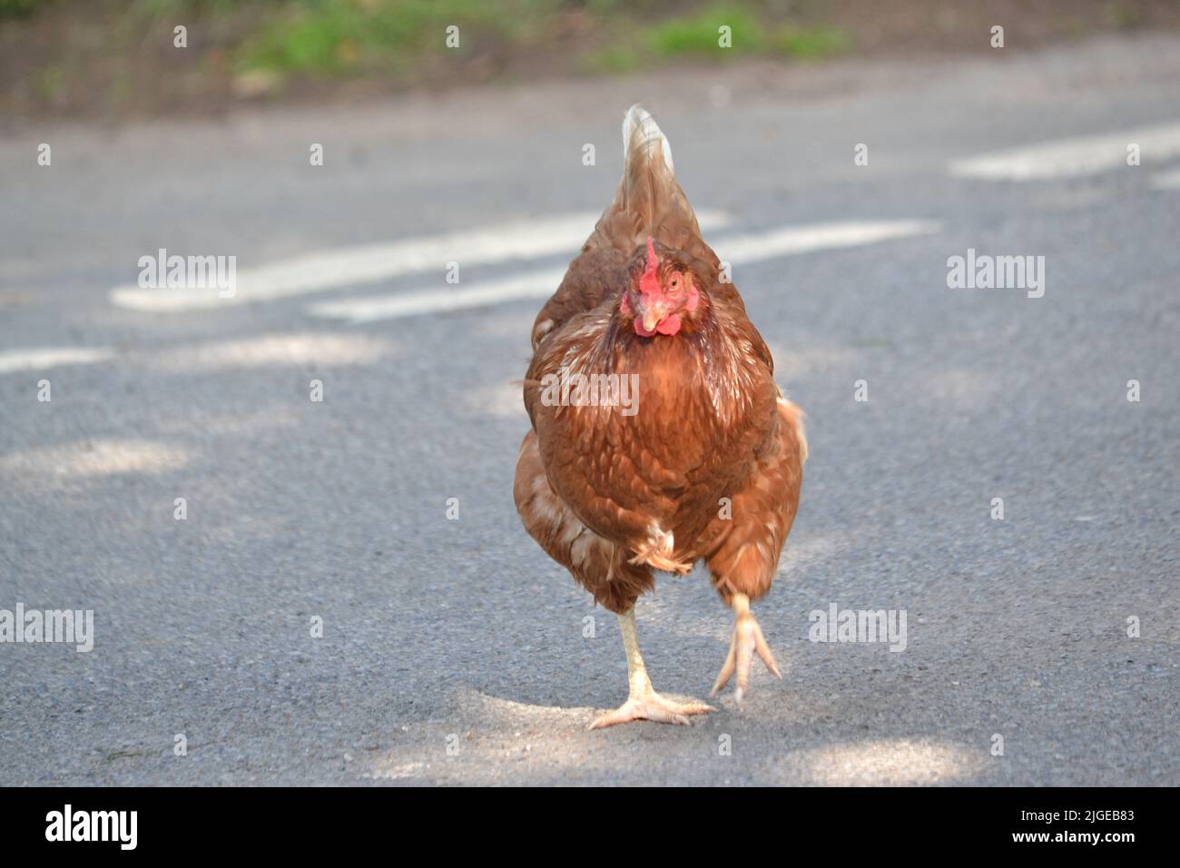 Why Did The Chicken Cross The Road? Free Range Chicken - Gallus Gallus Domesticus - Junglefowl - North Yorkshire - UK Stock Photo
