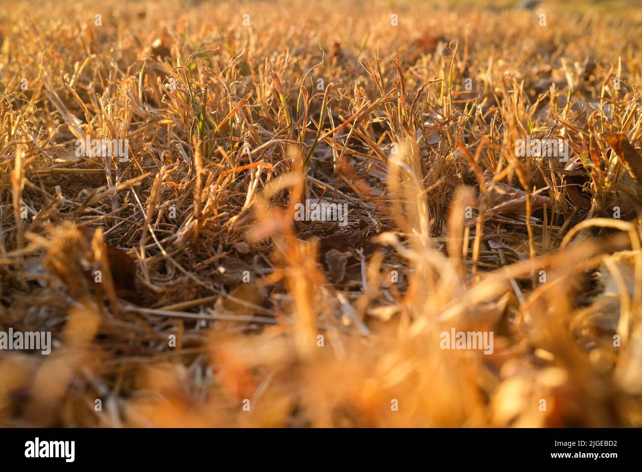 Dried grass in summer, dry lawn, selective focus Stock Photo