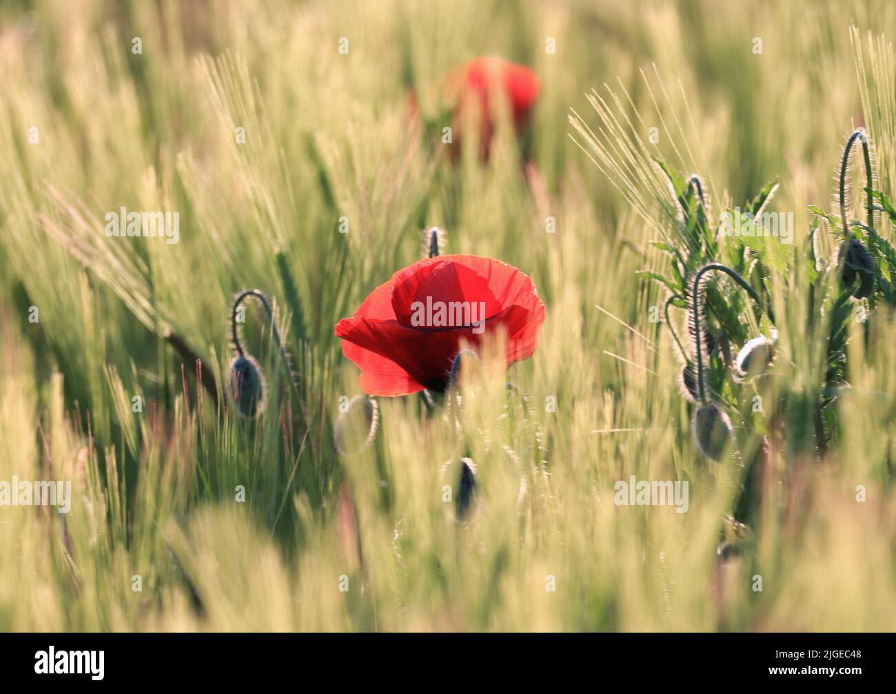 A close-up shot of a red poppy with buds in a field Stock Photo